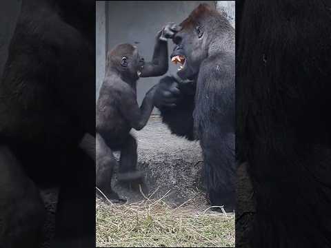 台北動物園でのお祝い！D