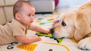 Golden Retriever Thinks He's the Baby's Nanny