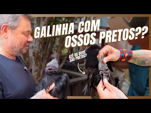 JÁ VIU UMA GALINHA COM OSSOS PRETOS? VOCÊ NÃO VAI ACREDITAR! 🤯