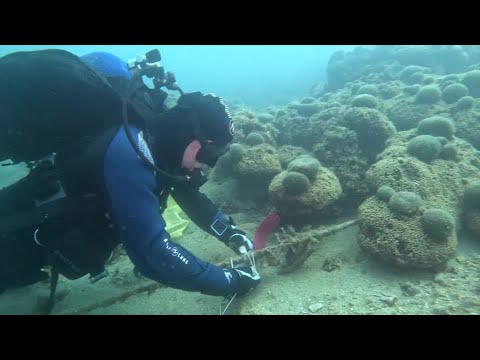 YouTube video thumbnail: Rising Temperatures Threaten Croatia's Largest Coral Reef