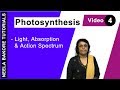 Photosynthesis Pigments and Light Absorption