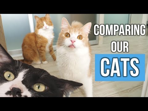 Comparing our cats
