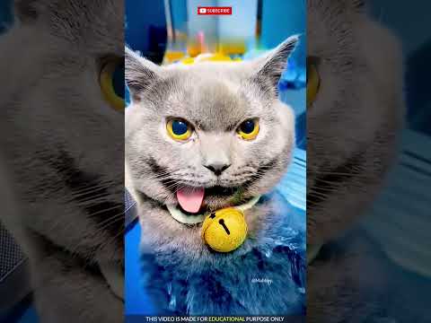 #cat #facts #funny #pets #animation #cartoon #onthisday #cute