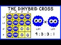Exploring the Dihybrid Cross in Mendelian Genetics
