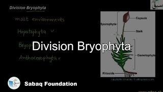 Division Bryophyta