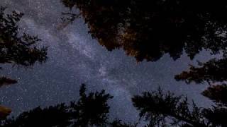 Milky Way through the forest time lapse