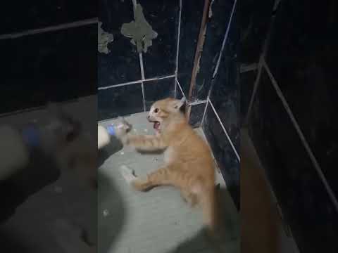 Pensó que le iban a hacer daño… pero solo era amor en un biberón #Gatitos #AmorAnimal #CuteCats