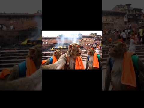 Hurry Up Free VEO 3...Image to Video Converter Ai #trend #trending #monkeyvlogs #vlog #vlogs #viral