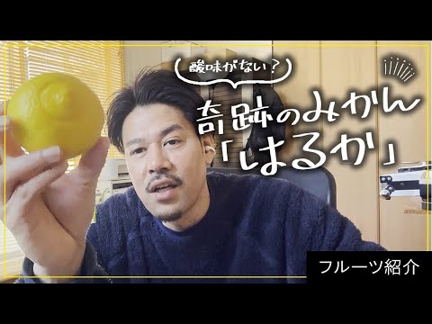 酸味ゼロ！奇跡のみかん「はるか」収穫時期や値段や食べ方などなど