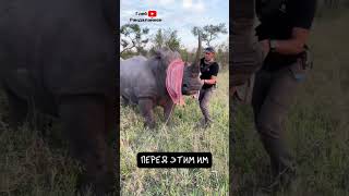 Носорог. Исчезающий Сказочный Гигант 🦏