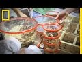 Repticon Snake Show Insights