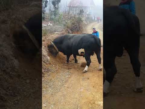 BOĞA BAHARIN KOKUSUNU ALINCA HIZINI ALAMADI #SADDAM #shorts #short #viral