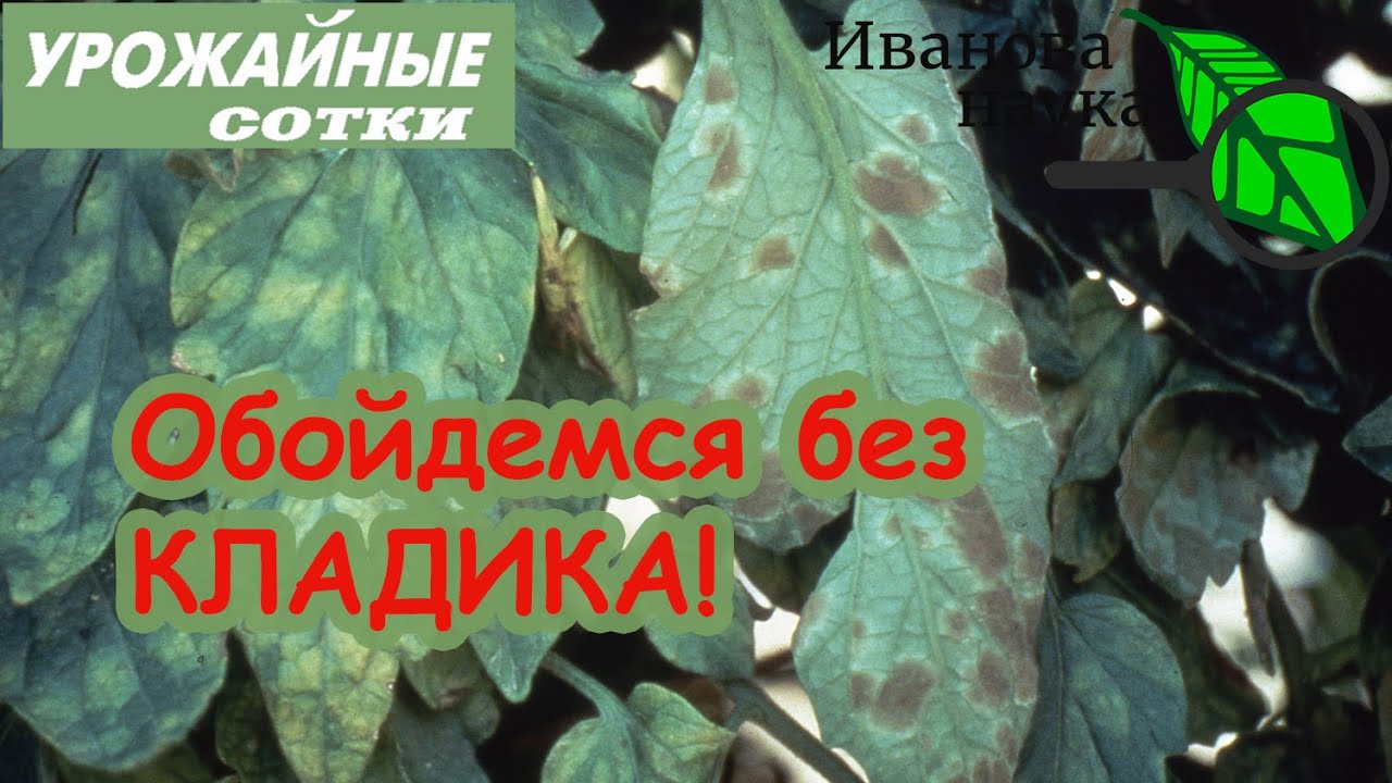 Чума томата уже на пороге! Простой и природный способ победить кладоспориоз и другие болезни!