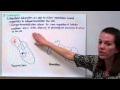 Prokaryotic and Eukaryotic Organisms