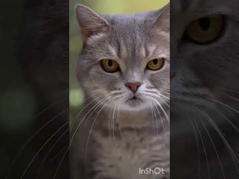 JANGAN MEMOTONG KUMIS PADA KUCING, ADA FUNGSI PENTINGNYA.