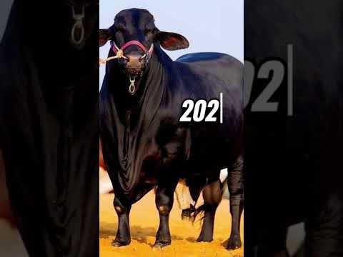 "Bakra Eid 2026: Dekhiye Qurbani Ke Sabse Heavy Aur Pyare Janwar 🔥"#Qurbani2026#BakraEid #EidUlAdha