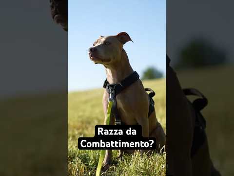 Perché i Morsi di Cani Non Riguardano le Razze