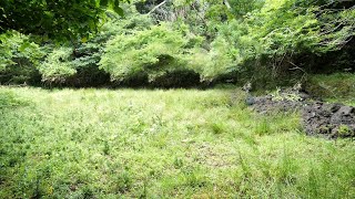 山にビオトープ作ってみた