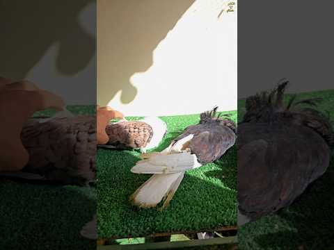 موت الحمام 😟🤯