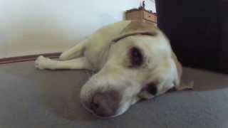 Sleepy Laika