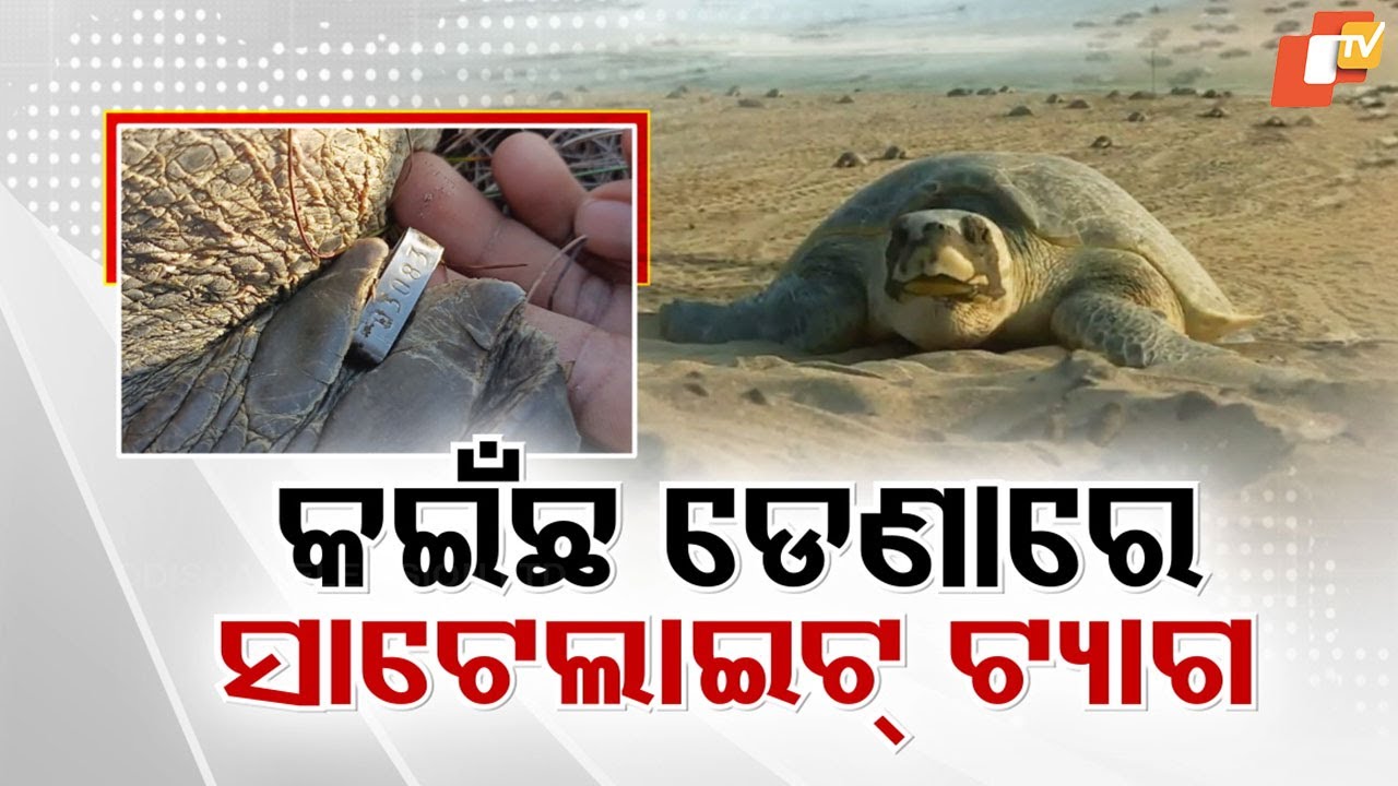 Return of Olive Ridley: 'Mother Turtle' Comes Back After 4 Years, Now Tracked by Satellite Tag!