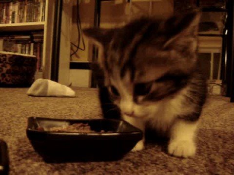 Cute Kitten says YUM YUM YUM.. while eating (original)
