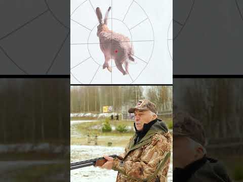 Ошибка охотника. Охота на зайца