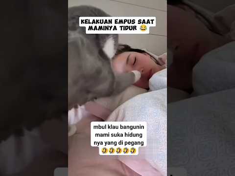 🐱 : Ketika aku lapar dan gangguin Mami tidur ⁉️😂