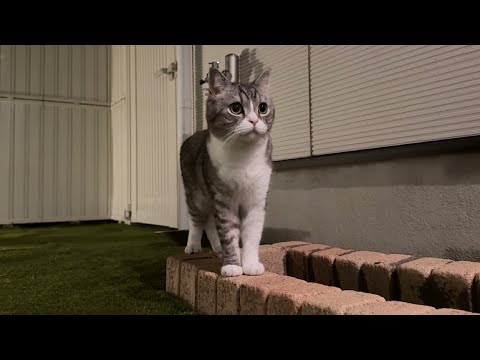 夜中に庭でお散歩してた猫が突然ピタッと固まった視線の先に…