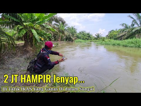 KEGANASAN SEPASANG IKAN BESAR DI SATU LUBUK