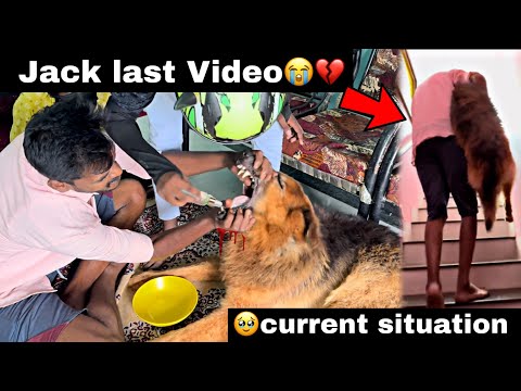 Kuttyttf | 😭Jack Dog வீடியோ இனிமே வராது💔| Sorry TTF Eh 🙏 | 🥹Current Situation | #ttf #kuttyttf