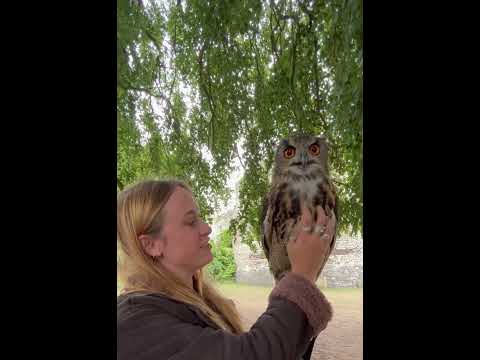 Holding a European Eagle owl #halloween #owl #eagleowl