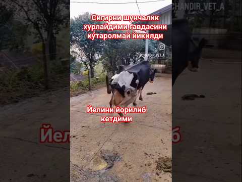 СИГИРНИ УВОЛИГА КОЛИБДИ #buqaboqish #simental #sigirboqish #@AkmaljonTv