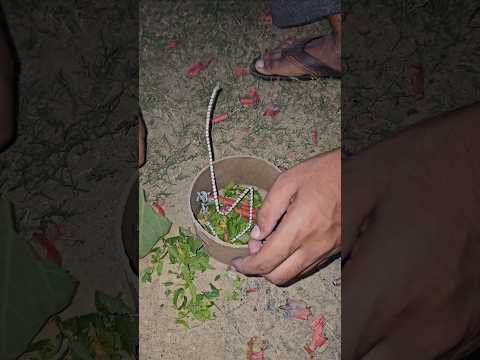10 गुना तेज आवाज || पटाखा