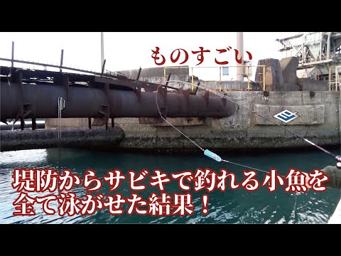 堤防からサビキで釣れる魚を片っ端に泳がせた結果もの凄いことに・・・