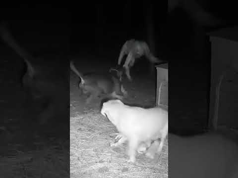 Pitbull Charges In to Save Labrador Mom & Puppies | Creepy Night CCTV
