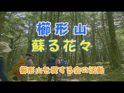 山梨百名山 【櫛形山】蘇る花々と『櫛形山を愛する会』の活動 (山梨県 南アルプス市・富士川町)