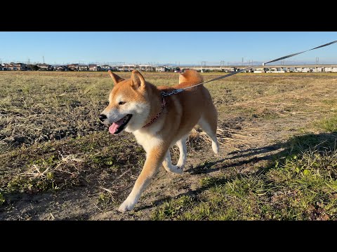 柴犬走る。