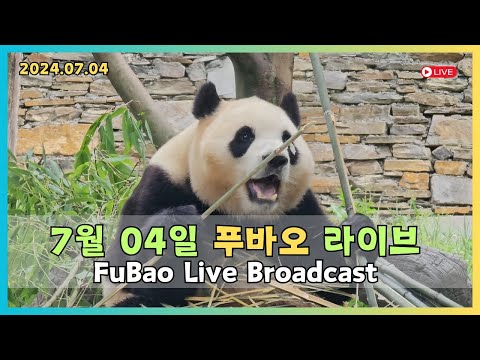 7월 04일 (푸바오멍) 당일촬영 푸바오 무편집 영상 입니다. 드디어 강바오님이 오셨네요