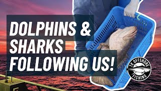 TK Offshore Fishing | Episode 12
