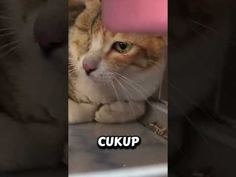 kucing jalanan yang kehilangan matanya lalu di adopsi!#short#feed#shortfeed#shorts#shortvideo#kucing