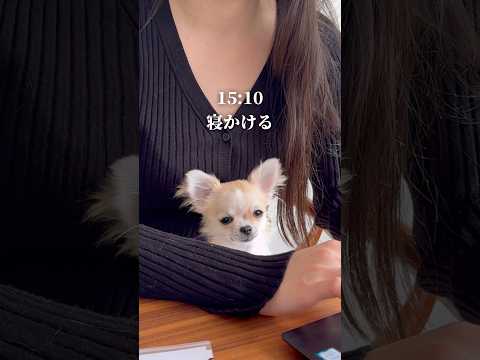 チワワ（パピー）の大忙しな1日