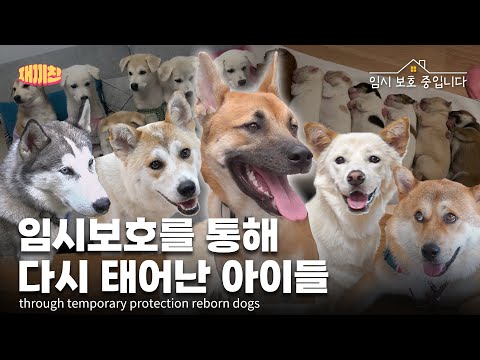 임시보호를 통해 다시 태어난 생명들 through temporary protection reborn dogs