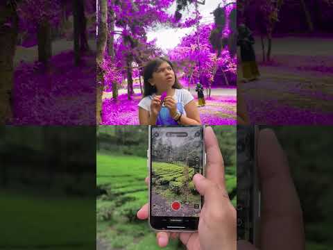 PURPLE TREE #effect #shorts #tutorial