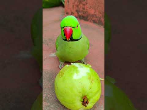 mithu talking parrot eating fruit 🍑😋 #petbird #talkingparot #eatingfruit #reels #eatingguava