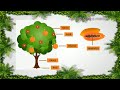 Funções e Estruturas das Plantas