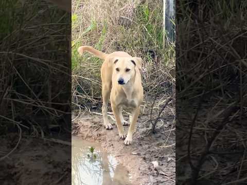 #puppy #doglover #cute #animals #funny #doglove #dog #barking #love #shortvideo #top #pets #cat