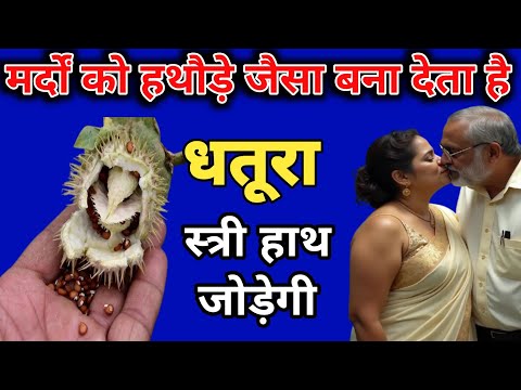 मर्दों को हथौड़े जैसा बना देता है ये धतूरा |मर्द एक बार जरूर देखें