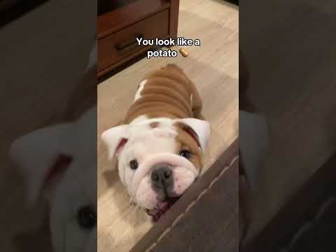 Dogs can understand what you are saying