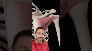 His Rotator Cuff Needed These 2 Exercises!🔥